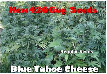 Blue Tahoe Cheese (Picture from New420Guy_Seeds..)